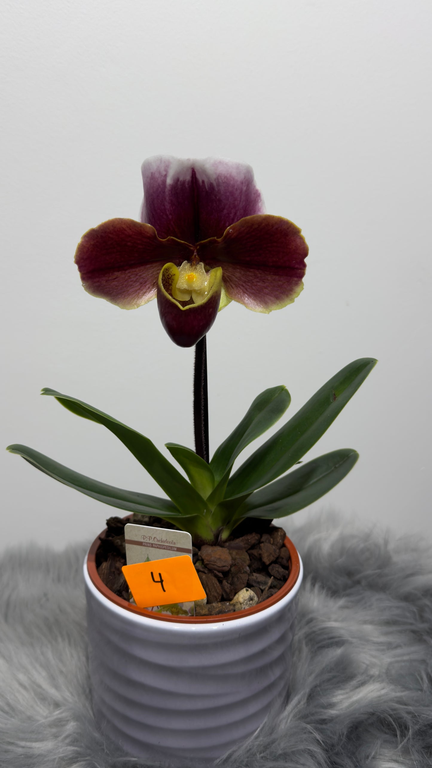 Orhideja Paphiopedilum Amerika 4