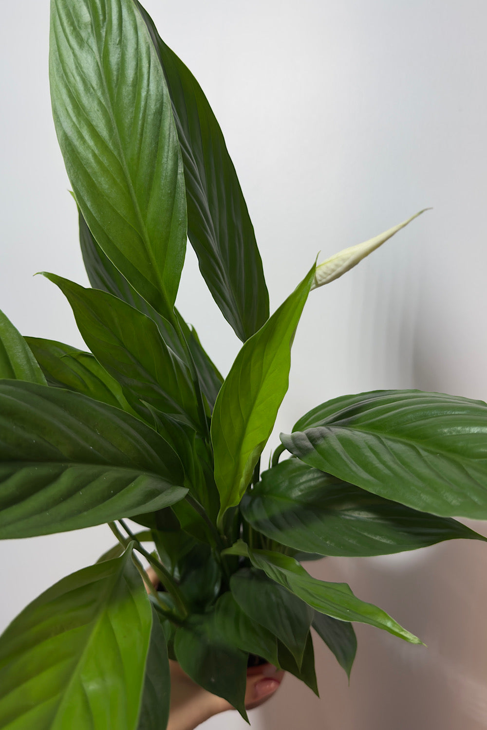 Spathiphyllum Bellini