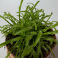 Sundew