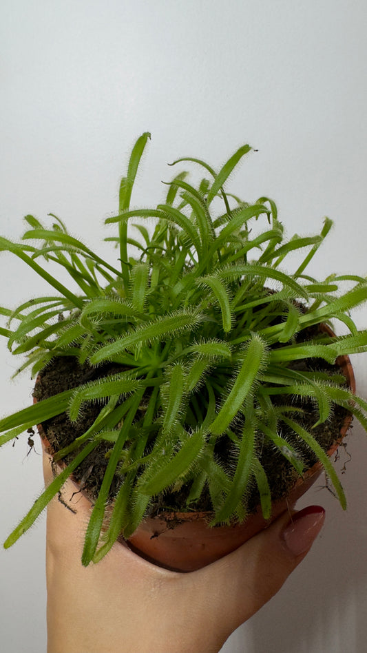 Sundew