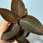 Orhideja Ludisia Spiderman x discolor