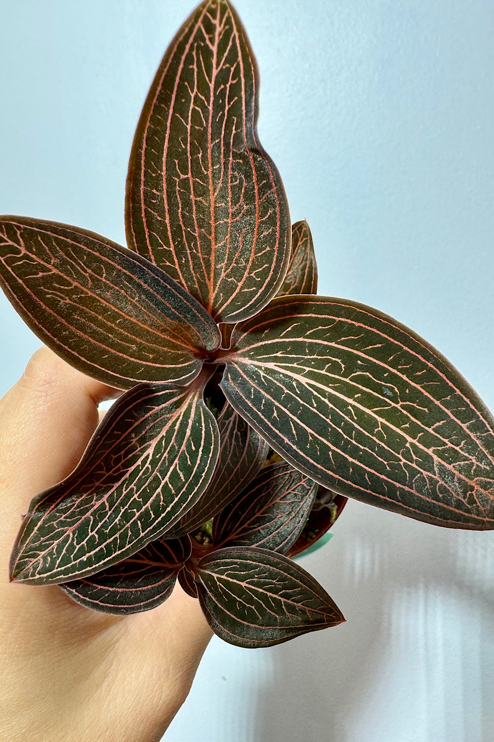 Orhideja Ludisia Spiderman x discolor