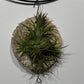 Gaisa augs Tillandsia Air plant 12