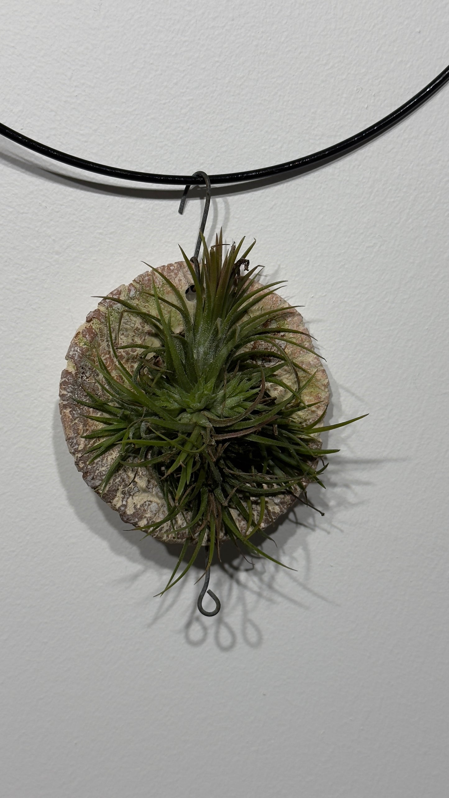 Gaisa augs Tillandsia Air plant 12