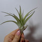 Gaisa augs Tillandsia Air plant 10