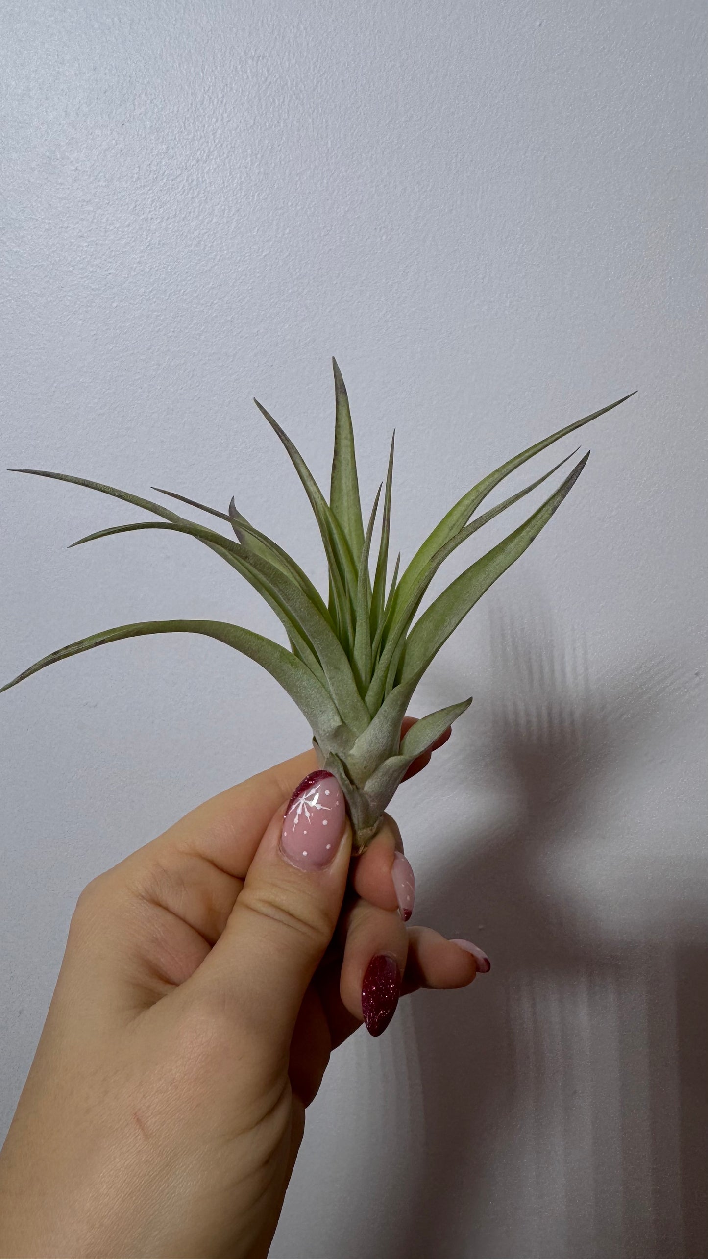 Gaisa augs Tillandsia Air plant 10