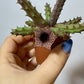 Stapelia 3