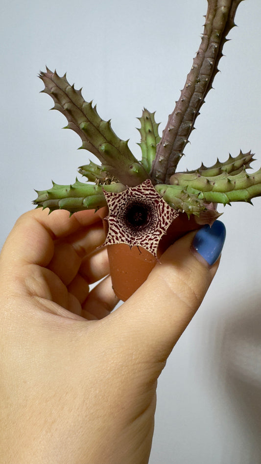 Stapelia 3