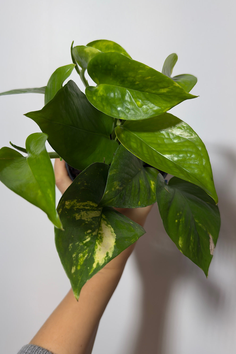 Epipremnum Pothos Gold