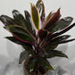 Cordyline 4