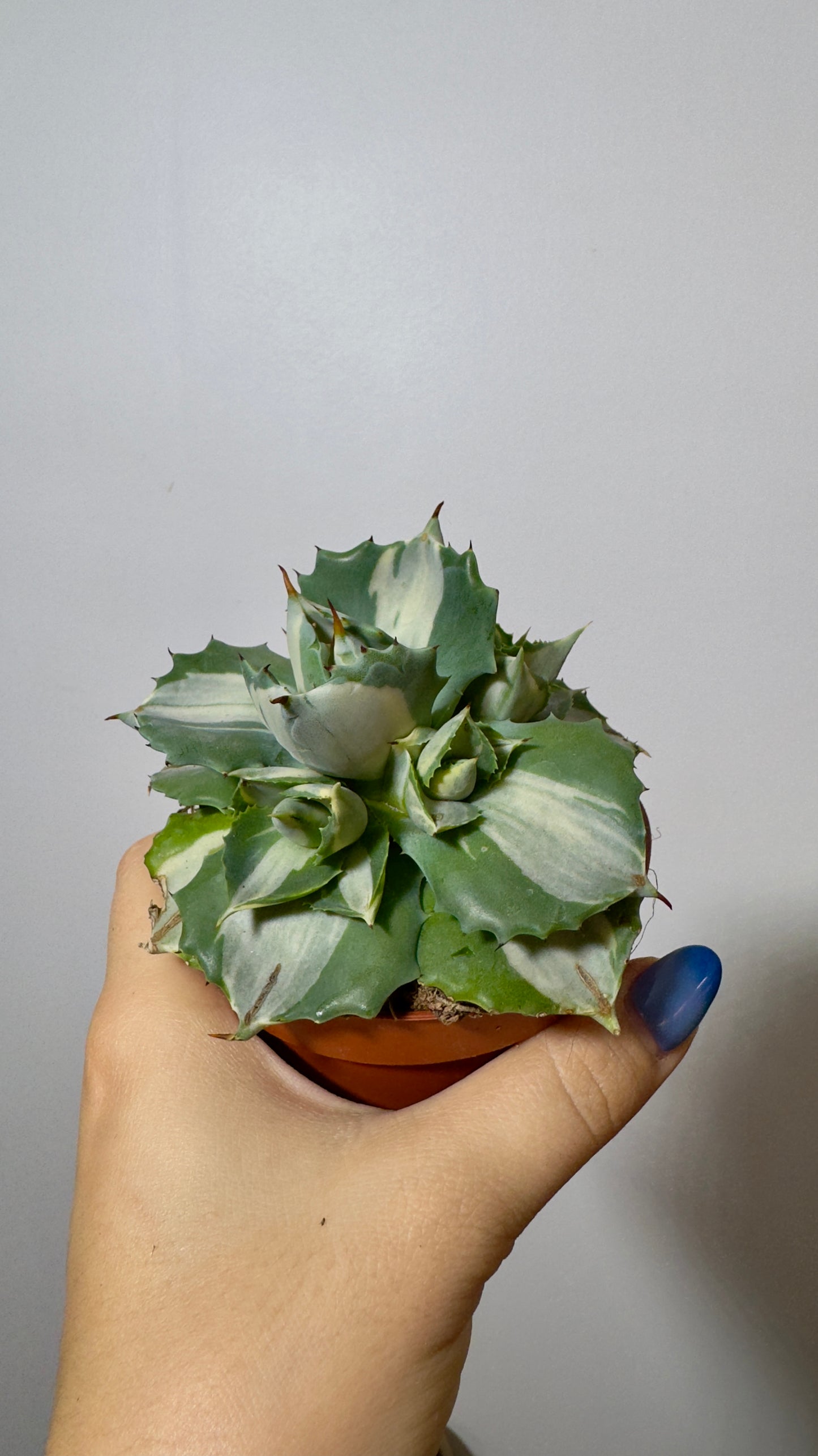 Agave Potatorum Ouhi-raijin Variegata