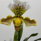 Orhideja Paphiopedilum Amerika 5