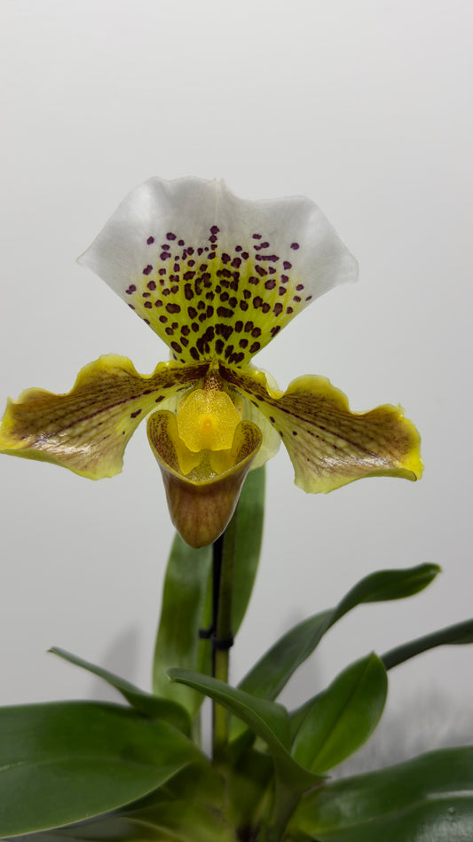 Orhideja Paphiopedilum Amerika 5