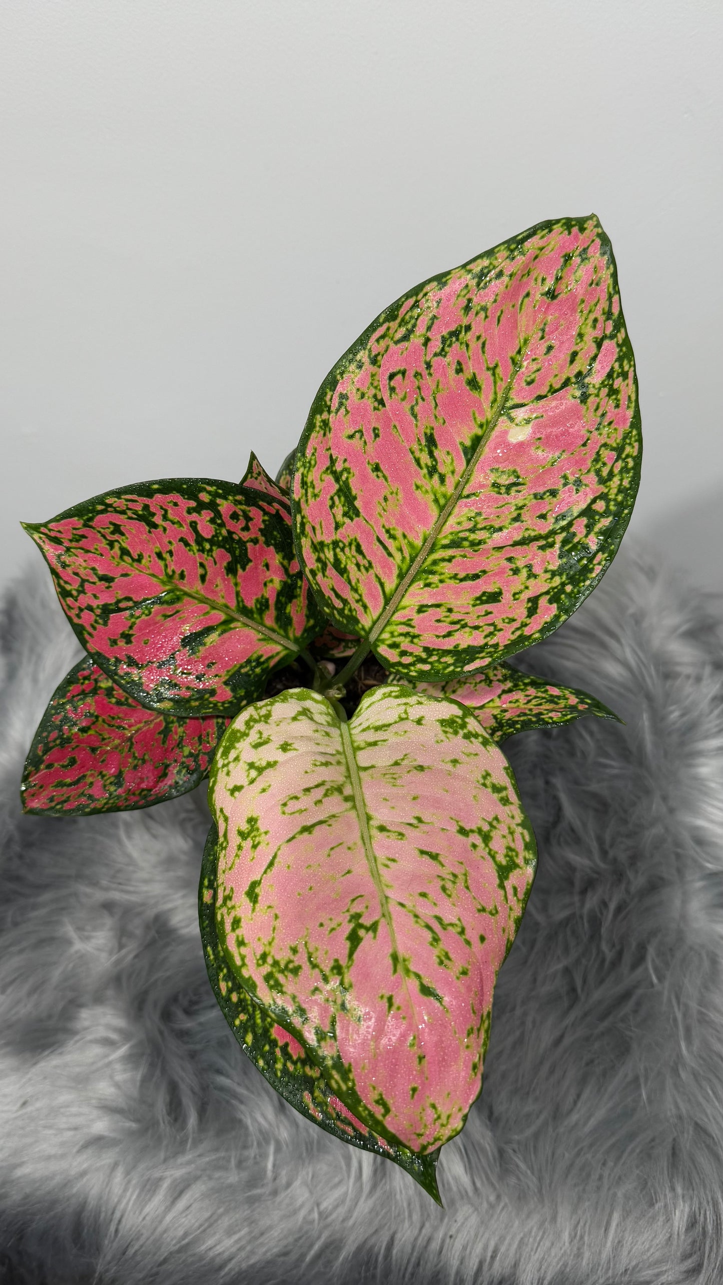 Aglaonema 9