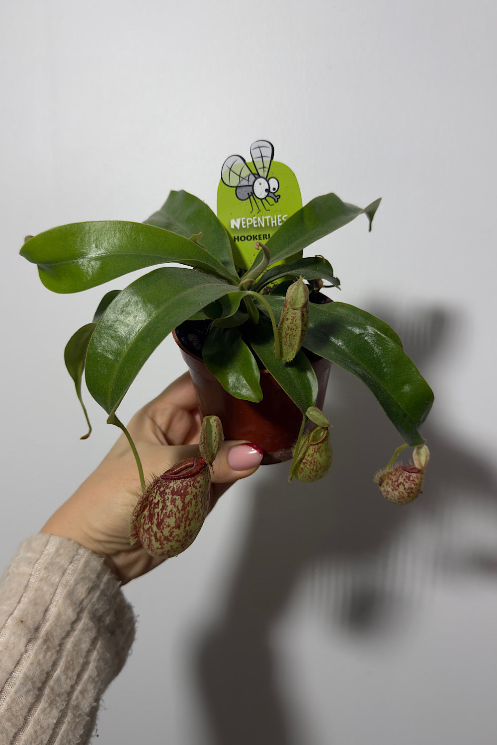 Mušķērājs Nepenthes hookeriana