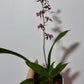 Orhideja Oncidium 2 SMARŽO