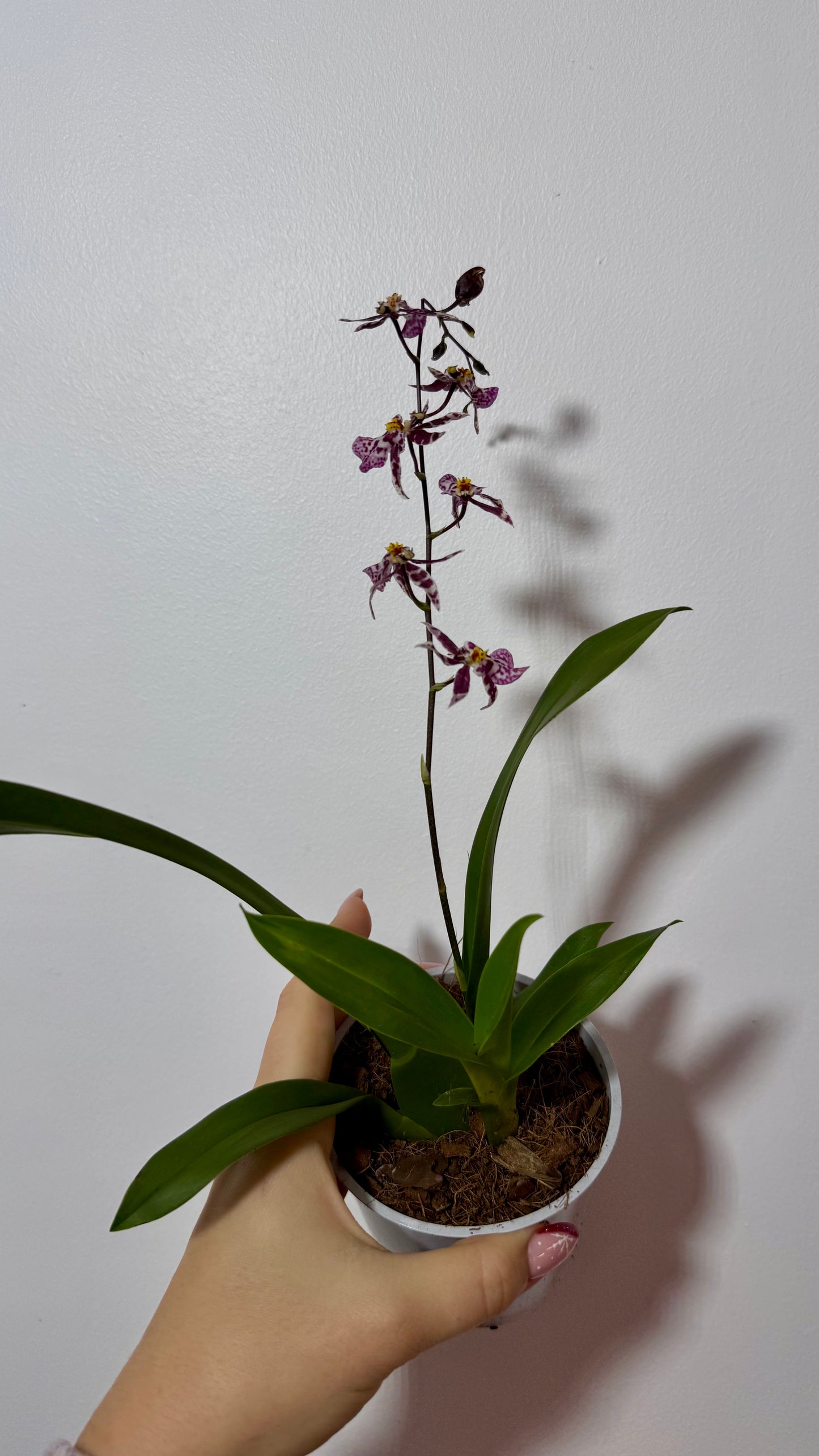 Orhideja Oncidium 2 SMARŽO