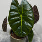 Alocasia Golden Bone