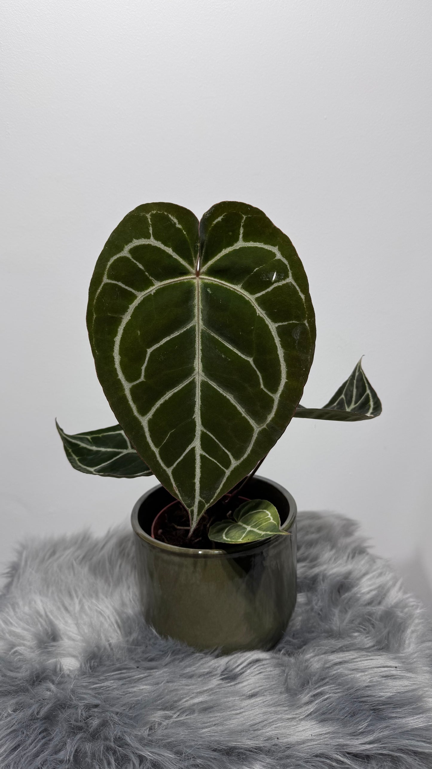 Anthurium crystallinum