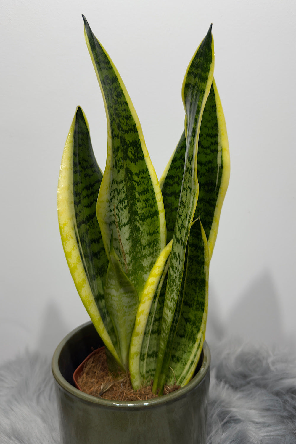 Sansevieria Futura Superba