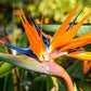 Strelitzia Reginae