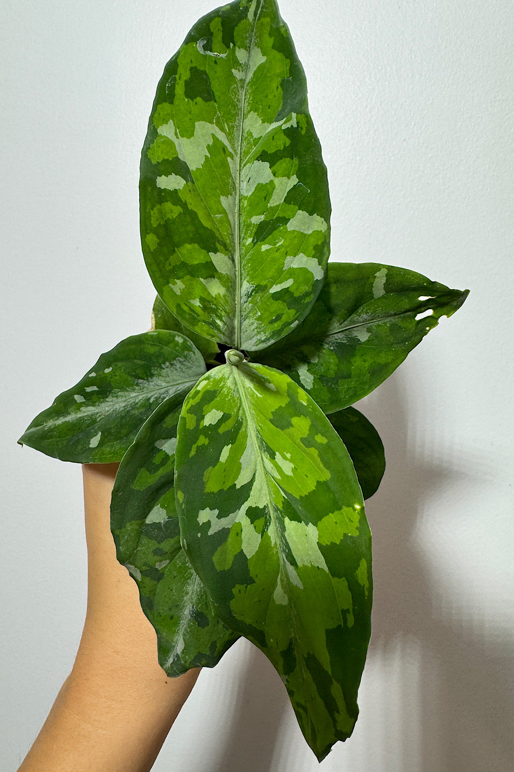 Aglaonema Pictum Tricolor Www augi plants lv aglaonema-pictum-tricolor-www-augi-plants-lv
