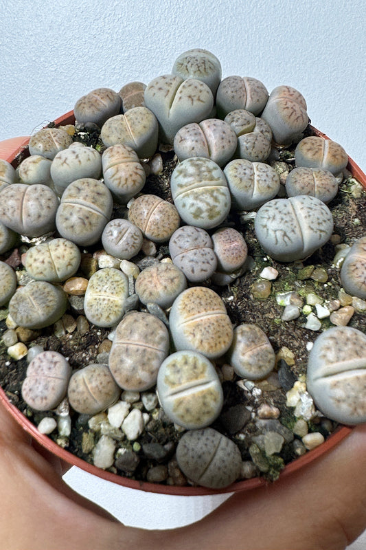 Lithops 1