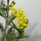 Acacia dealbata Mimosa tree