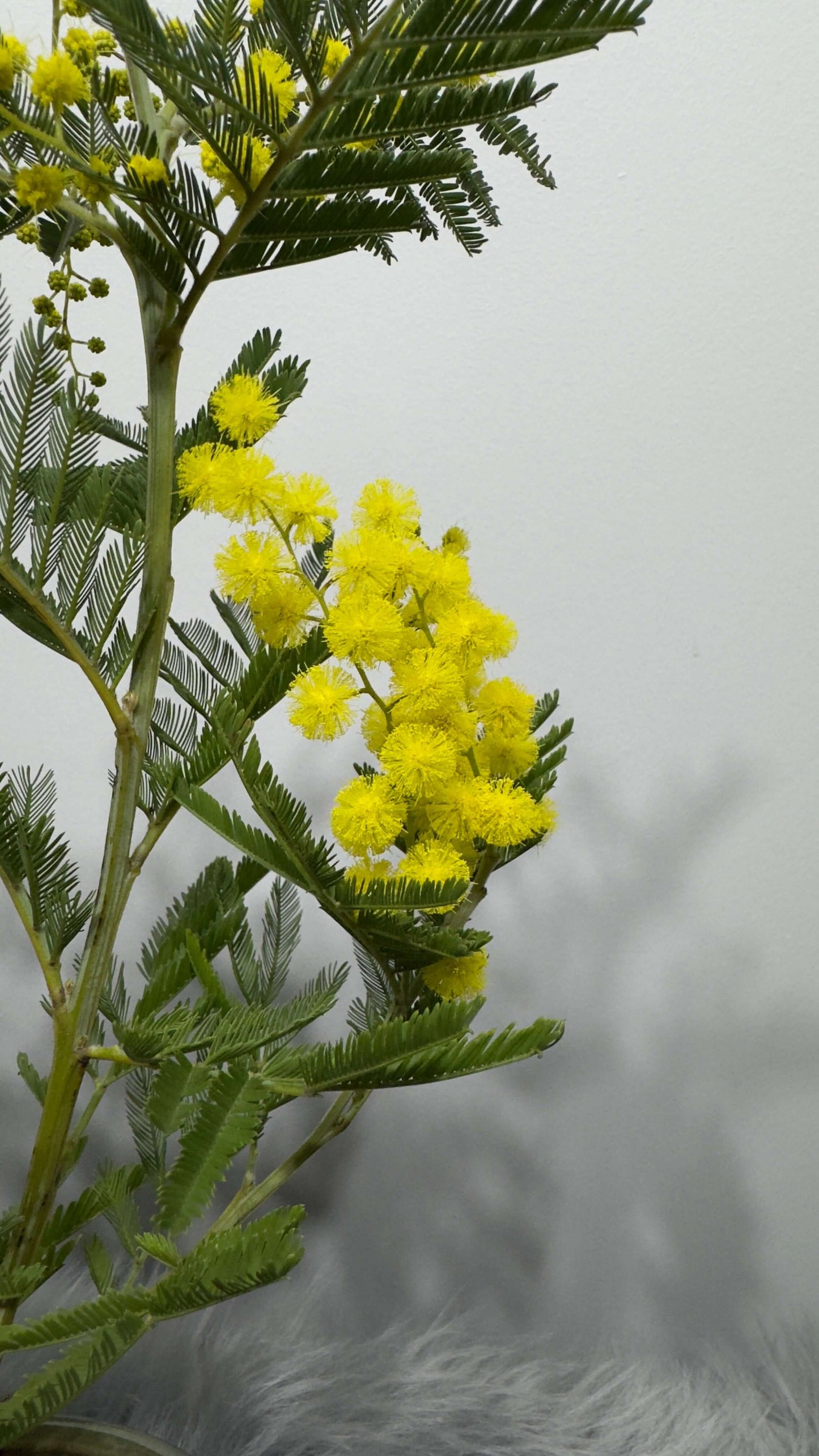 Acacia dealbata Mimosa tree