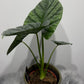 Alocasia Lukiwan