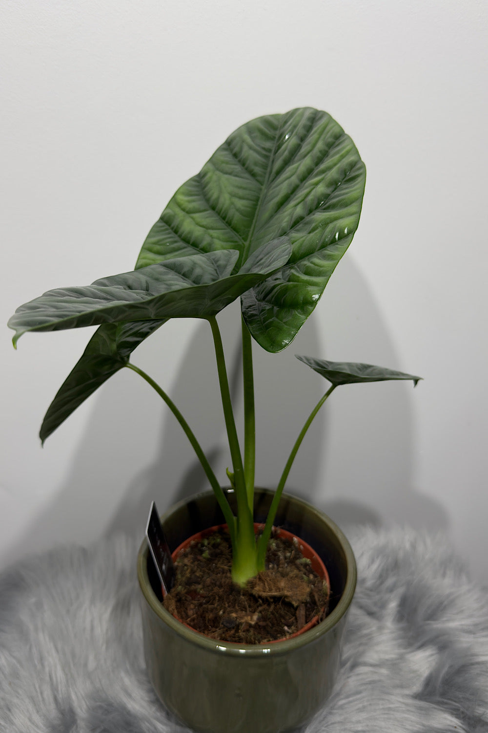 Alocasia Lukiwan