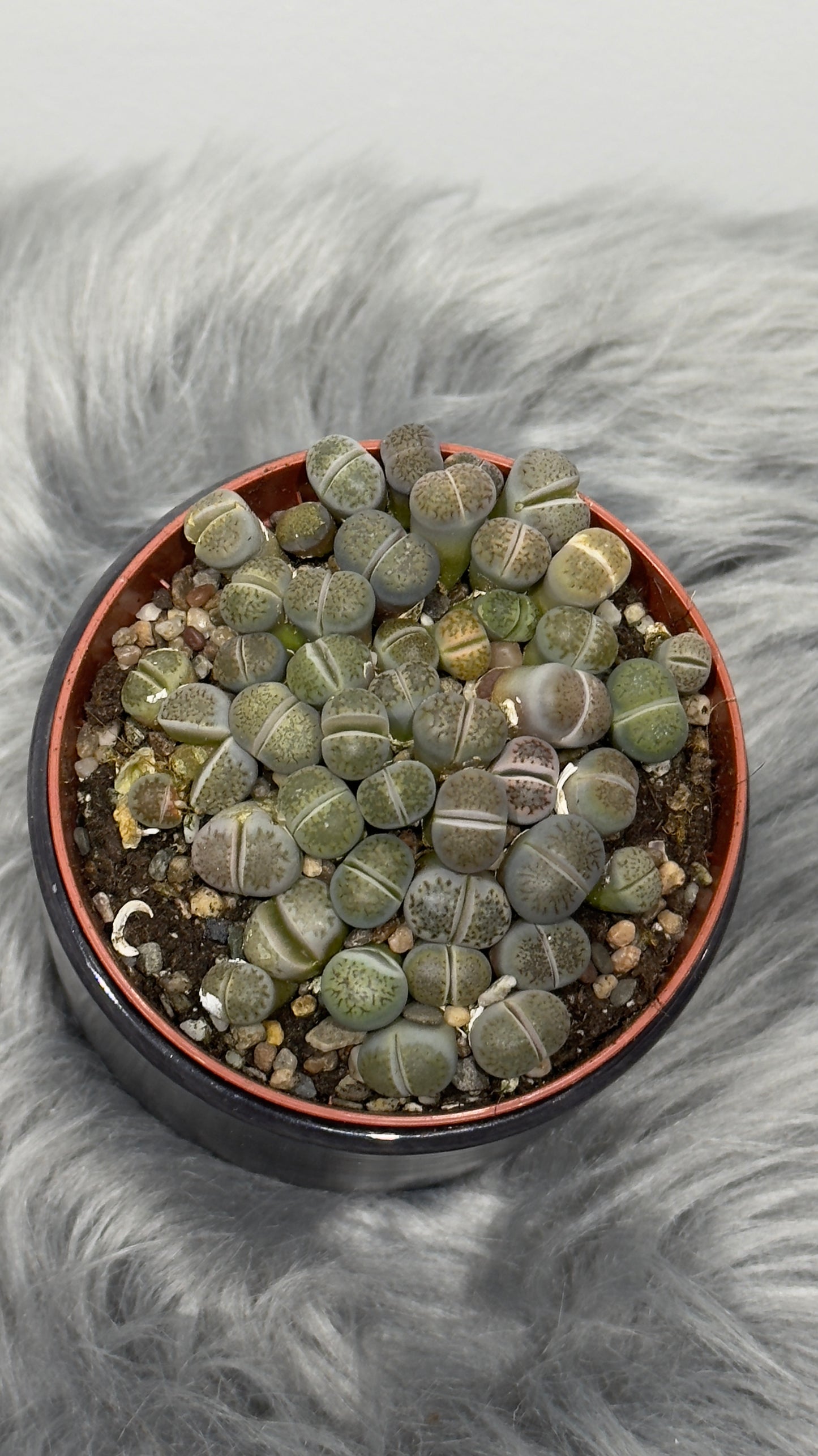 Lithops 6