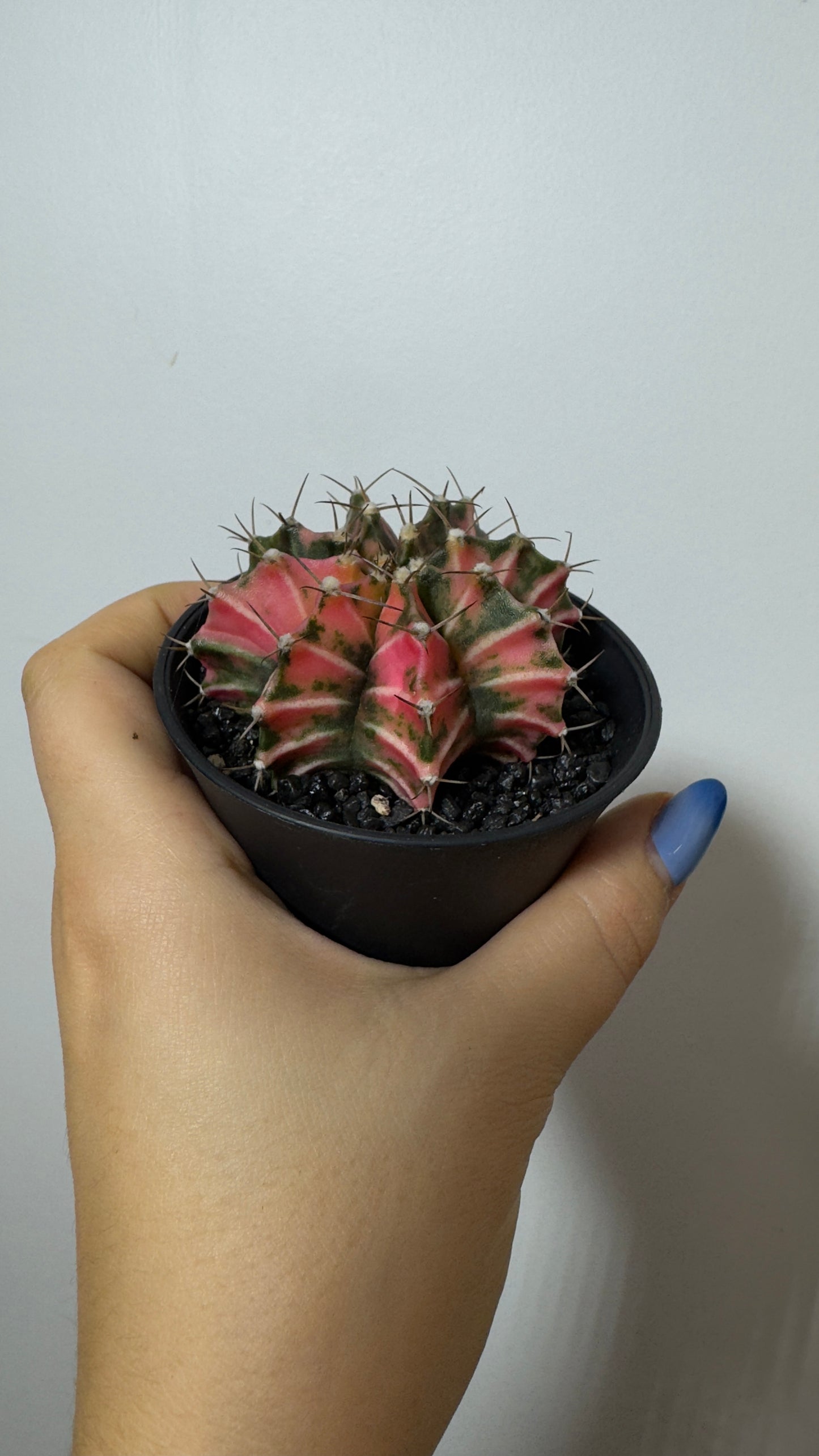 Gymnocalycium mihanovichii variegata