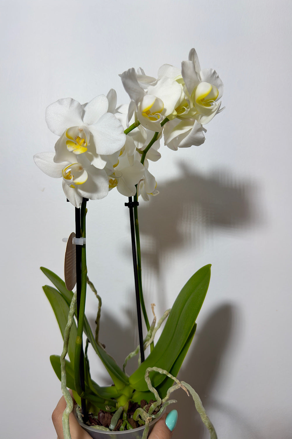 Orhideja Phalaenopsis 2 õiekatet 3.var