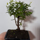 Bonsai Sageretia