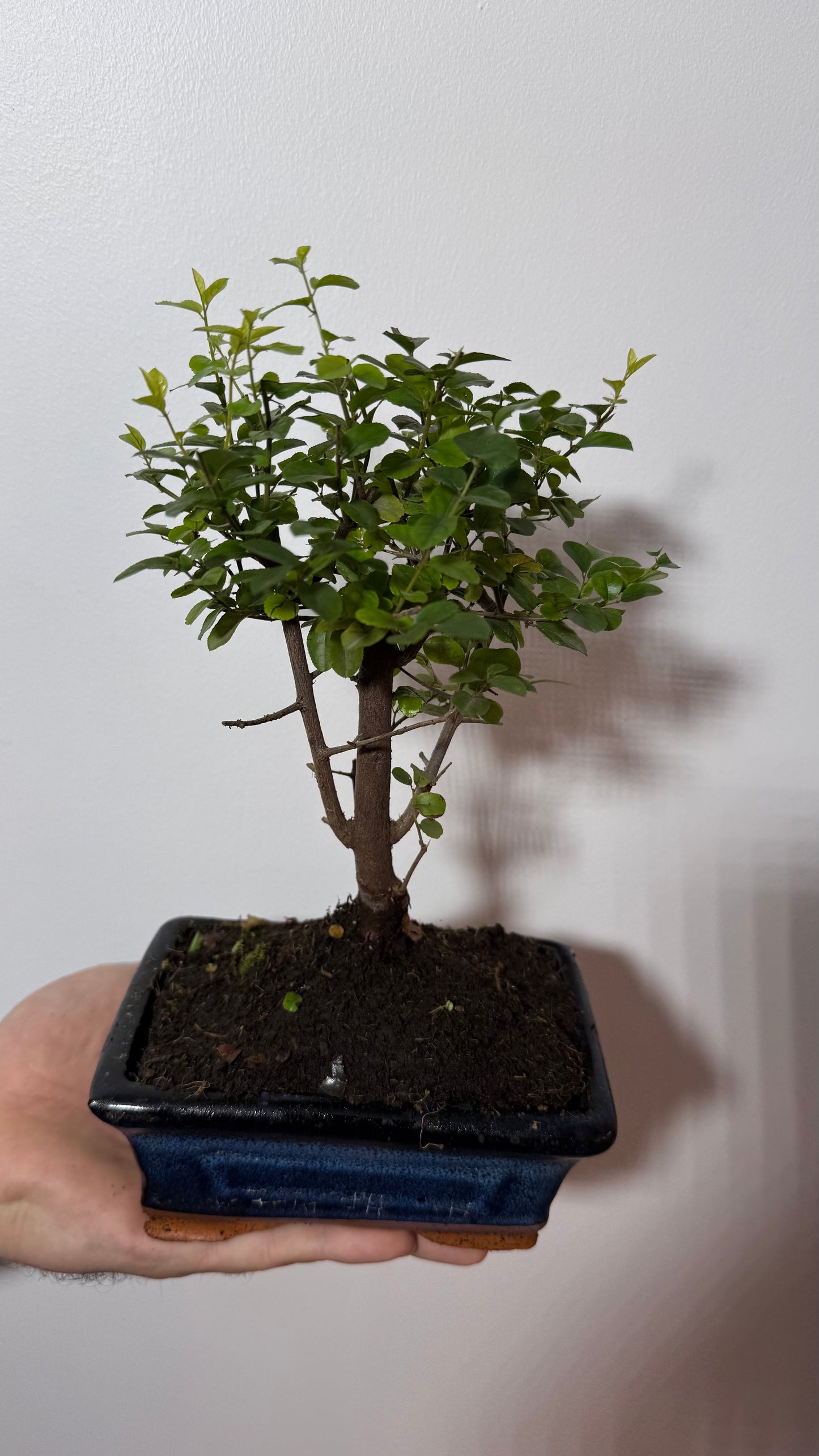 Bonsai Sageretia