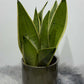 Sansevieria Snow White