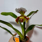 Orhideja Paphiopedilum Amerika 3