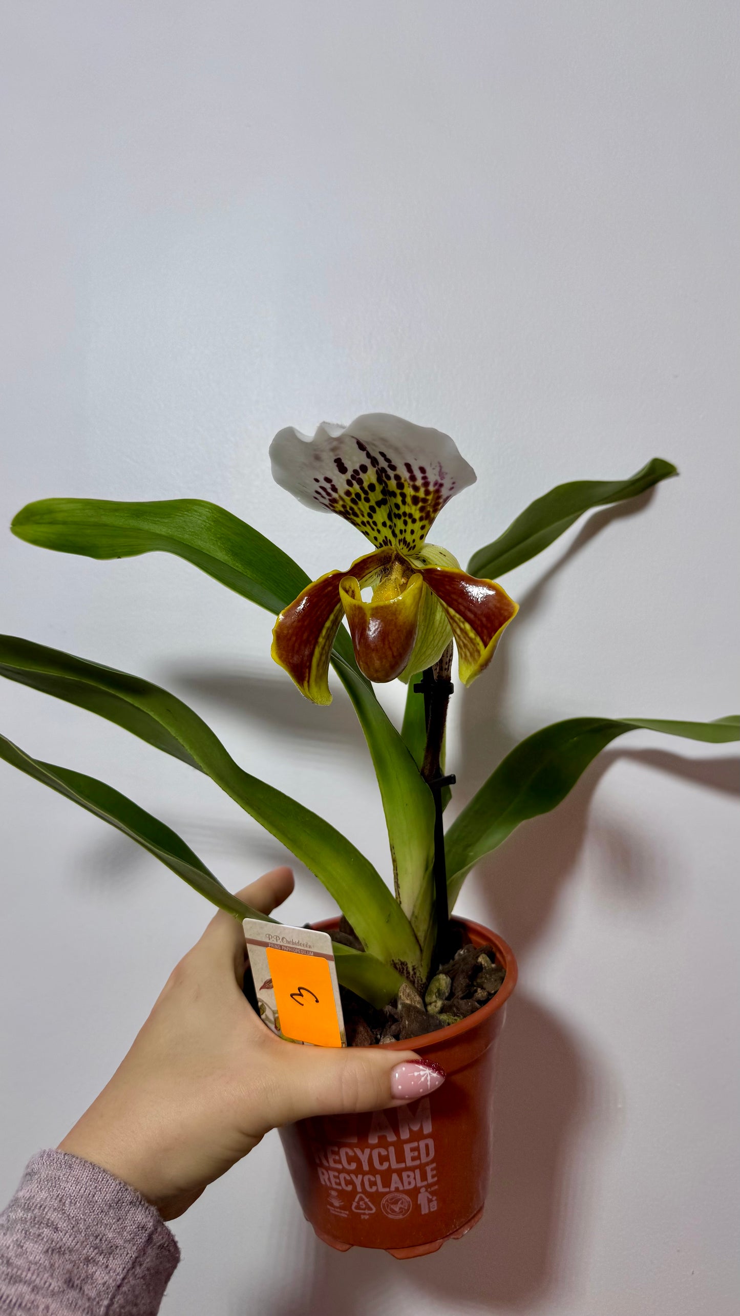 Orhideja Paphiopedilum Amerika 3