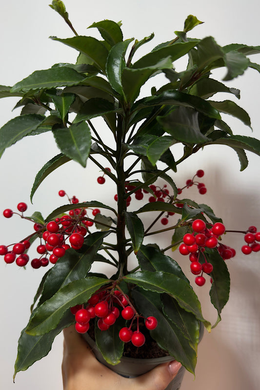 Ardisia Crenata