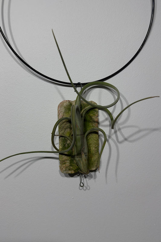 Gaisa augs Tillandsia Air plant 8