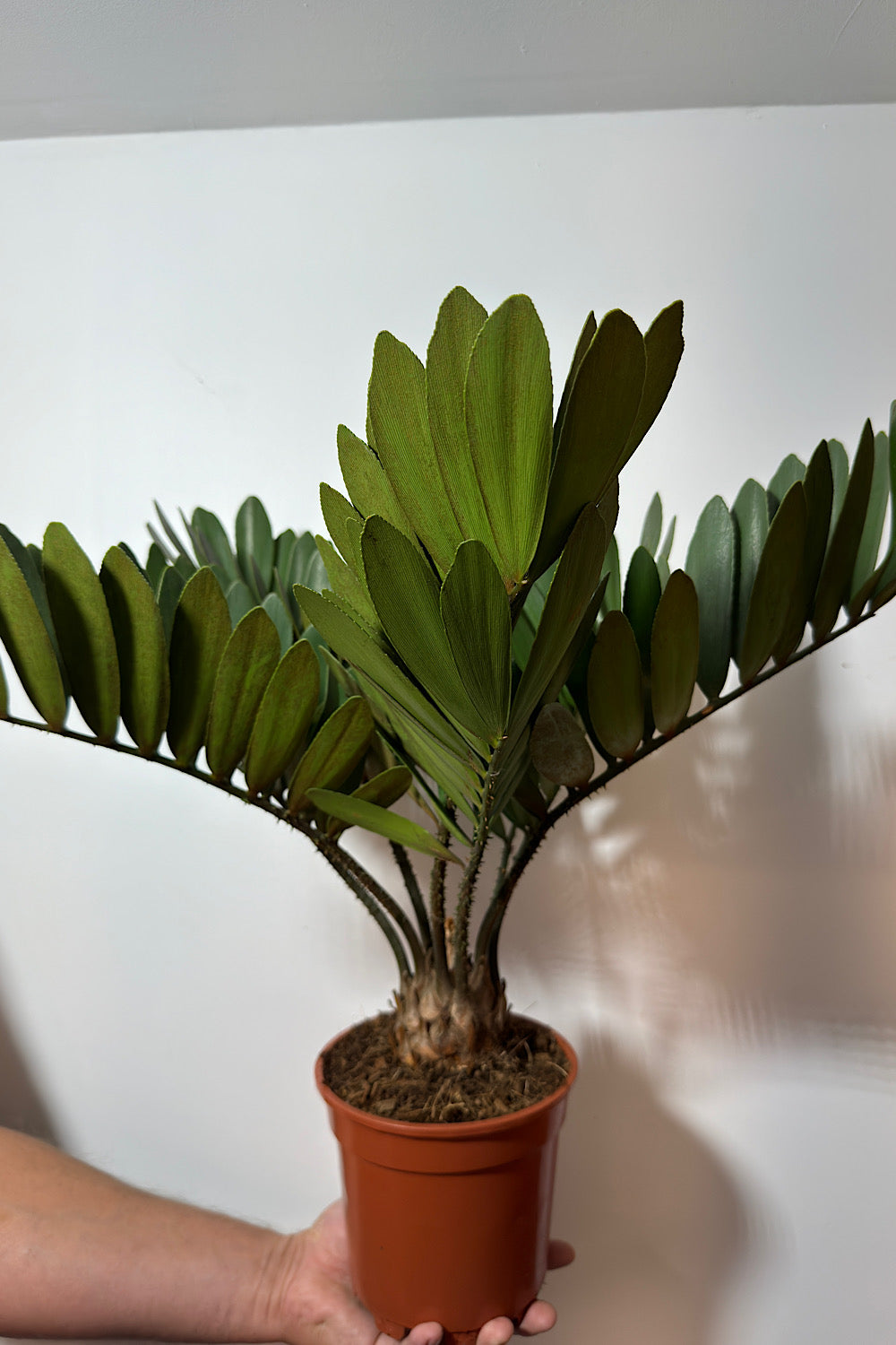 Zamia Furfuracea