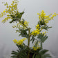 Acacia dealbata Mimosa tree