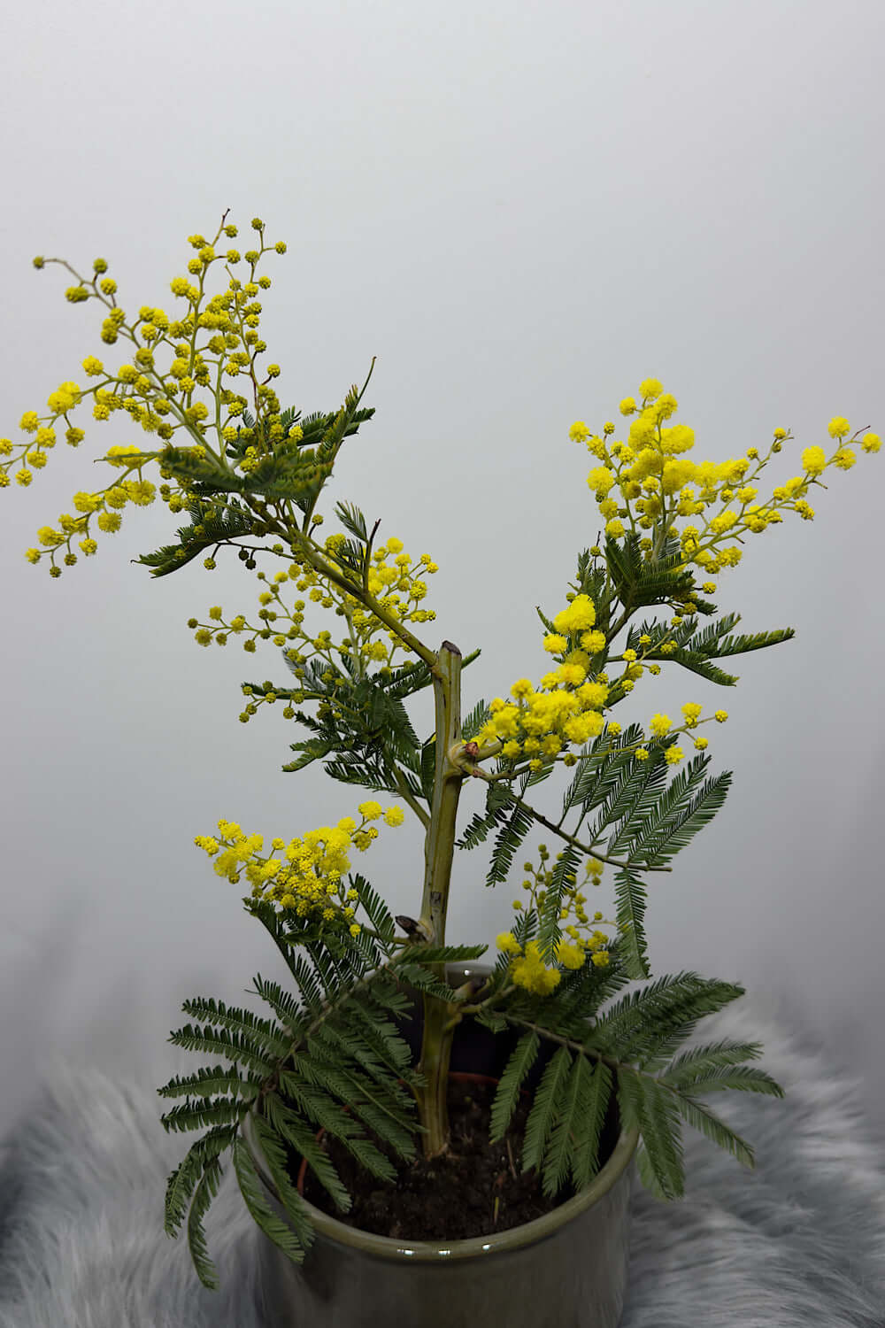 Acacia dealbata Mimosa tree