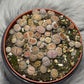 Lithops 5