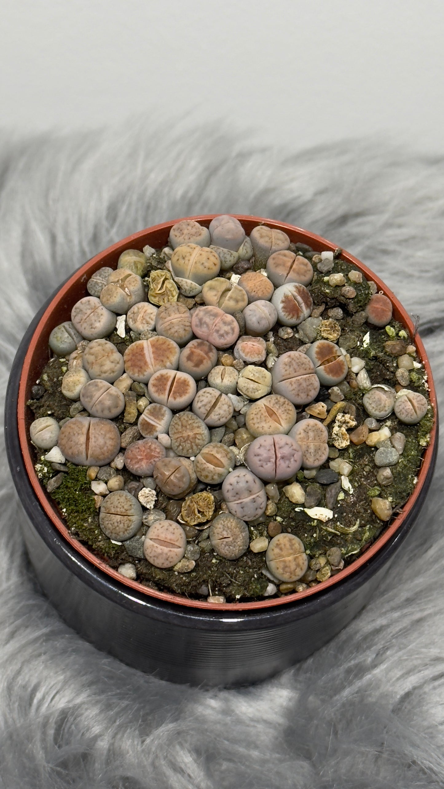 Lithops 5