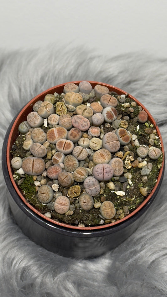 Lithops 5