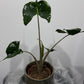 Alocasia Stingray