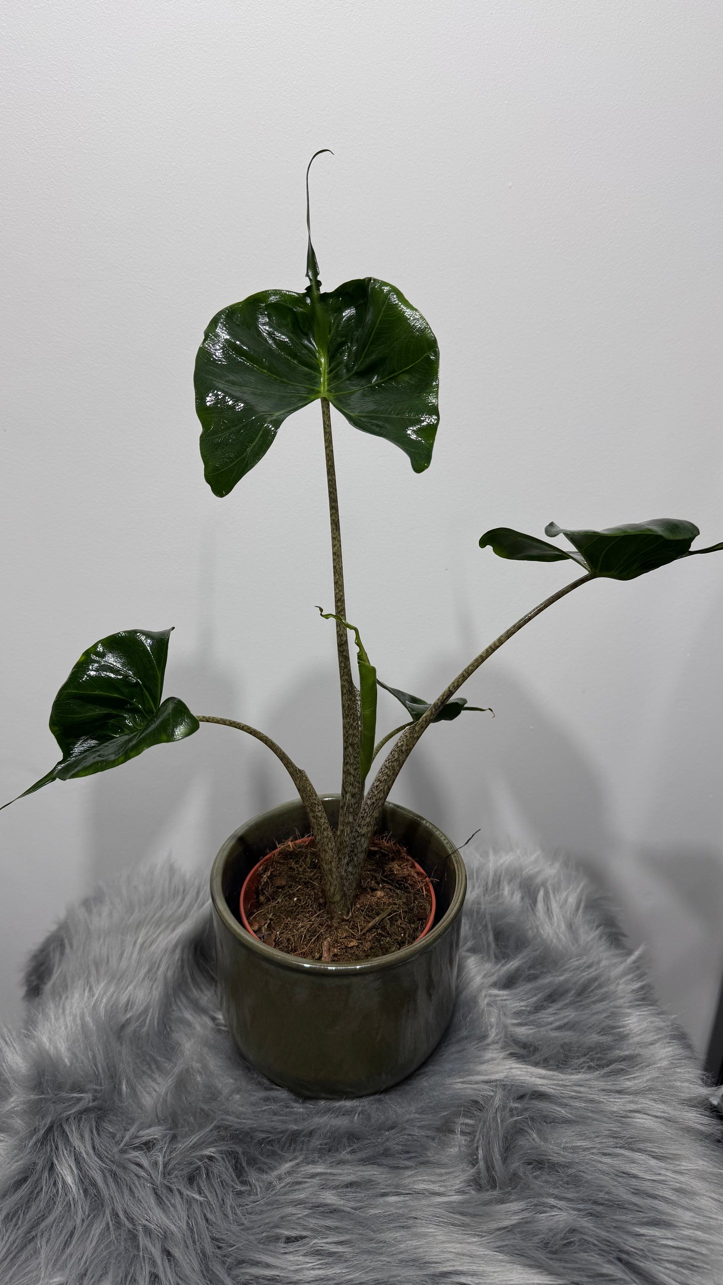 Alocasia Stingray