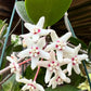 Hoya Australis Blondie